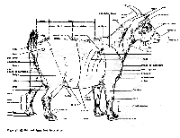 Picture for song 'Interview With the Goat (Live)' by artist 'Phonetic Plumbing'
