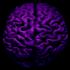 Picture for song 'Postcentral Sulcus' by artist 'Phrygia'