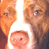 Picture for song 'Ol' Skool' by artist 'pitbull 305'