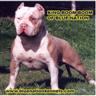 Picture for song 'b.s.t.(leave message &or get on e-mail list)' by artist 'PITT-BOSS RECORDS'