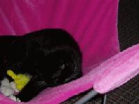 Picture for song 'Pledge Vs Probable Cause' by artist 'Pledge'