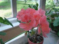 Picture for song 'Dreams' by artist 'P Nettleton'