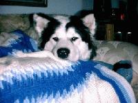 Picture for song 'five' by artist 'pnutz'