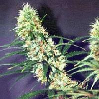 Picture for song 'Jus Snappin (Commonwealth freestyle over ambit' by artist 'poetics'