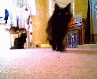 Picture for song 'Fuck you (die alone)' by artist 'Pogostick Drive-By'