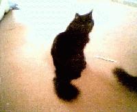 Picture for song 'pigs going loco' by artist 'Pogostick Drive-By'