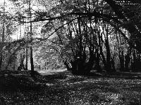 Picture for song 'A Forest (Cover)' by artist 'Polar Wind'