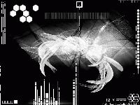 Picture for song 'Cripmaster' by artist 'Polecat'