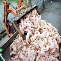 Picture for song 'Siren's Ship' by artist 'Porca Celeb'