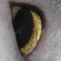 Picture for song '- (unreleased) - Crimson Tide' by artist 'Portent'