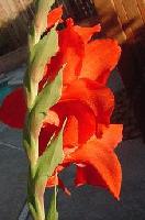 Picture for song 'red ice v4' by artist 'pras'