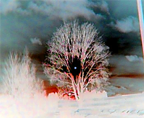 Picture for song 'skeletons of the trees' by artist 'Presence of Wisdom'