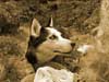 Picture for song 'Ahora que te has ido' by artist 'Priscilla Hernandez (Yidneth)'