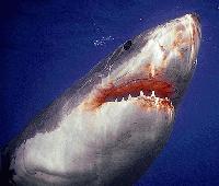 Picture for song 'The Shark' by artist 'Project Xero'