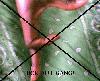 Picture for song 'Prozpect - f*** Dirt Gang (Diss to flirts)' by artist 'Prozpect'