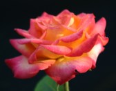 Picture for song 'Heaven Scent' by artist 'Psalmist Cynthia Bryant'