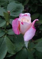 Picture for song 'Speak the Word' by artist 'Psalmist Cynthia Bryant'