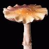 Picture for song 'celestial fungus' by artist 'psilonauts(US)'