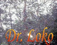 Picture for song 'Dr. Loko' by artist 'psychosis'