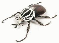 Picture for song 'Blister Beetle - The Gathering' by artist 'Psycles'