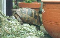 Picture for song 'May fly' by artist 'Psy Li Yun'