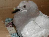 Picture for song 'PIGEON IN THE PARK' by artist 'QUITE FRANKLY'