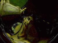 Picture for song 'Live Stuff (Concentrate)' by artist 'QWE'