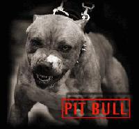 Picture for song 'vs t-town-playa(wit Beat)...' by artist 'r28nhb-GhOzT'