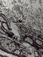 Picture for song 'Bells Department' by artist 'RANDOM MUSIC SENSOR'