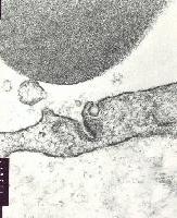 Picture for song 'dedalo blood frequency' by artist 'RANDOM MUSIC SENSOR'