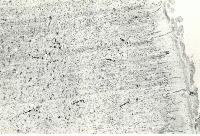 Picture for song 'great defajance' by artist 'RANDOM MUSIC SENSOR'