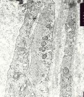 Picture for song 'Modulation Wheel' by artist 'RANDOM MUSIC SENSOR'