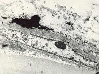 Picture for song 'popular doppler' by artist 'RANDOM MUSIC SENSOR'