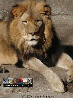 Picture for song 'Lion Eyed' by artist 'Ras James (1231)'