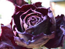 Picture for song 'Feilds of Wilted Pedals' by artist 'Razor Sharp Ribbons Inc'