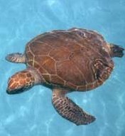 Picture for song 'Turtles are Taking OVER!' by artist 'RCTFORME'