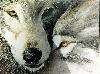 Picture for song 'Vocal Collection (Through the Wolf's Eyes)' by artist 'RCTFORME'
