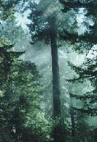 Picture for song 'ournative song' by artist 'RD88'