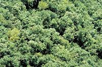 Picture for song 'iamice theme' by artist 'real crux'