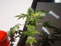 Picture for song 'War(comin' atcha)' by artist 'Red Carpet Records'