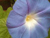 Picture for song 'mind formation' by artist 'redstarrising'