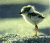 Picture for song 'Bird Beat' by artist 'Reflex aka Da Slick'
