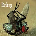 Picture for song 'Two Min's in the life of a fly' by artist 'Refrag'