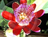 Picture for song 'Passion Flower' by artist 'REINHARDT'