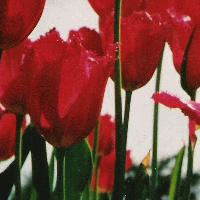 Picture for song 'believe' by artist 'rena'