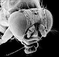 Picture for song 'Air and Glass' by artist 'repulse christ'