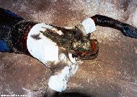 Picture for song '08-Decomposed (Warsore)' by artist 'Repulsive Bile'