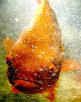Picture for song 'Troebel Man' by artist 'Return to Whatever'
