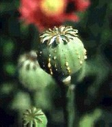 Picture for song 'Skag' by artist 'Rev Nev and the Irreverent Reverends'