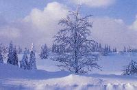 Picture for song 'Her Majesty Winter' by artist 'RhY'